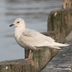 Juvenile. Note: very pale overall with a dove-like head.