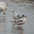 Immature (1st winter) in front of 1st winter Bonaparte's Gull. Note: bright red legs, dark carpal bar on wing and dark cap.